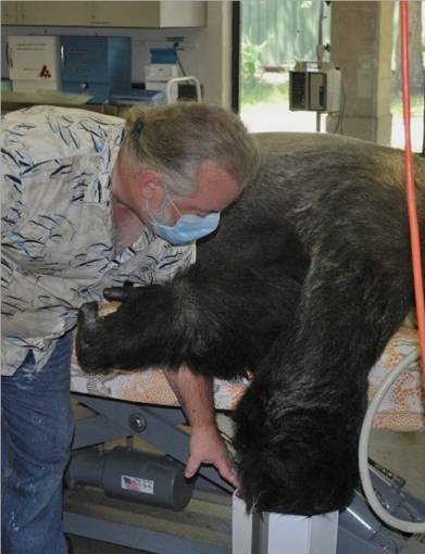 Tim Lawrence bends overa gorilla lying on a bed. Just the arms of the gorilla are seen.