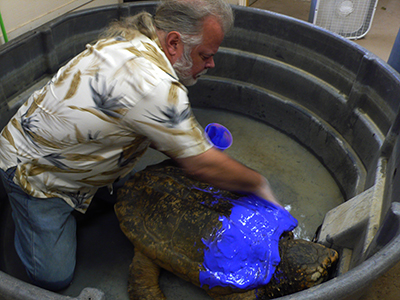  Tim  Lawrence bends over a snapping turtle in a tub spreading bright blue paint on its shell. 
