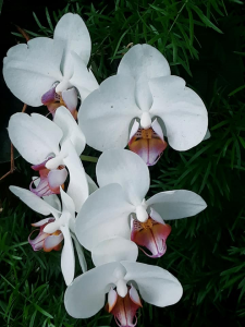 Color photograph of an orchid with white petals. The lip of the orchid is purple and yellow.