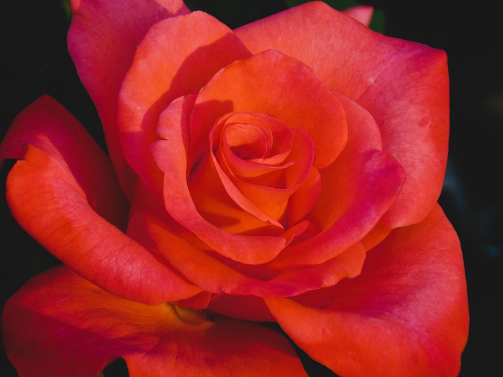 A brightly colored red rose with green petals on a dark background that I found in the Toledo Botanical Garden.