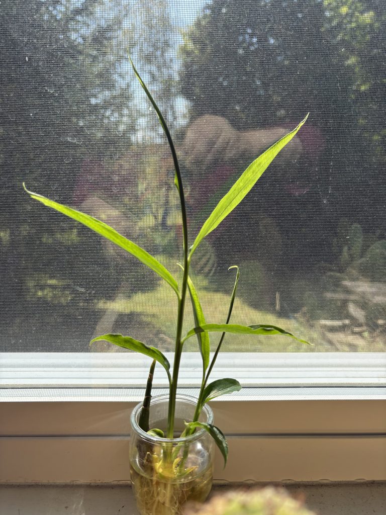 alt-text/image description: a sprouting ginger root sits in a small clear glass in front of a large window. A green lawn, many trees, a small amount of blue sky, and the edge of a picnic table appear in the background. A faded reflection of my arm is barely evident in the window.