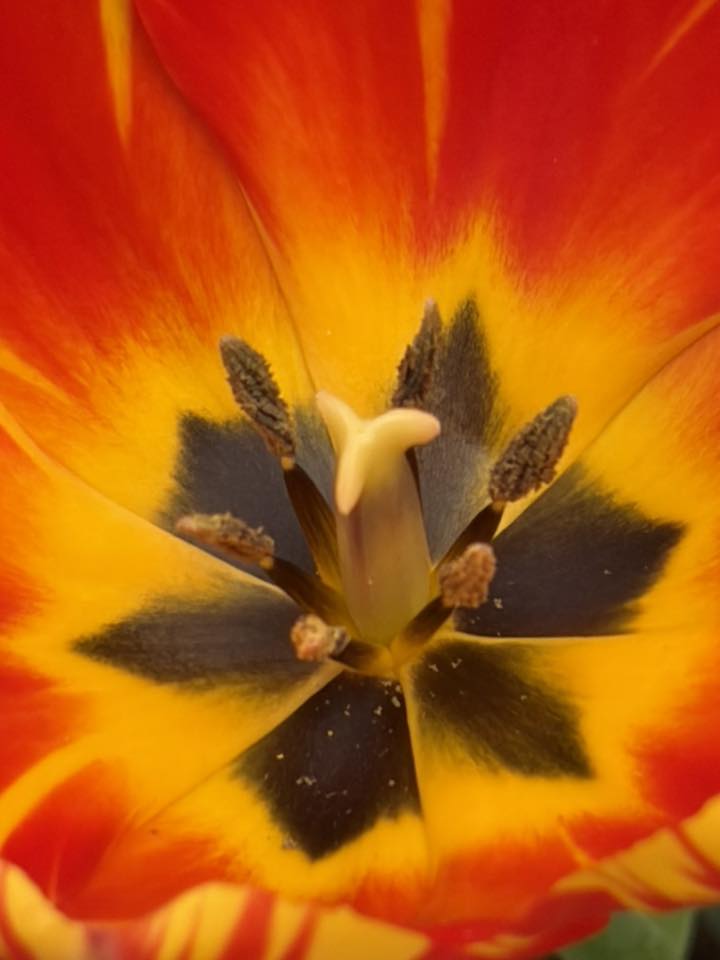 Orange Tulip: A bright orange tulip (Pittsburgh, PA)