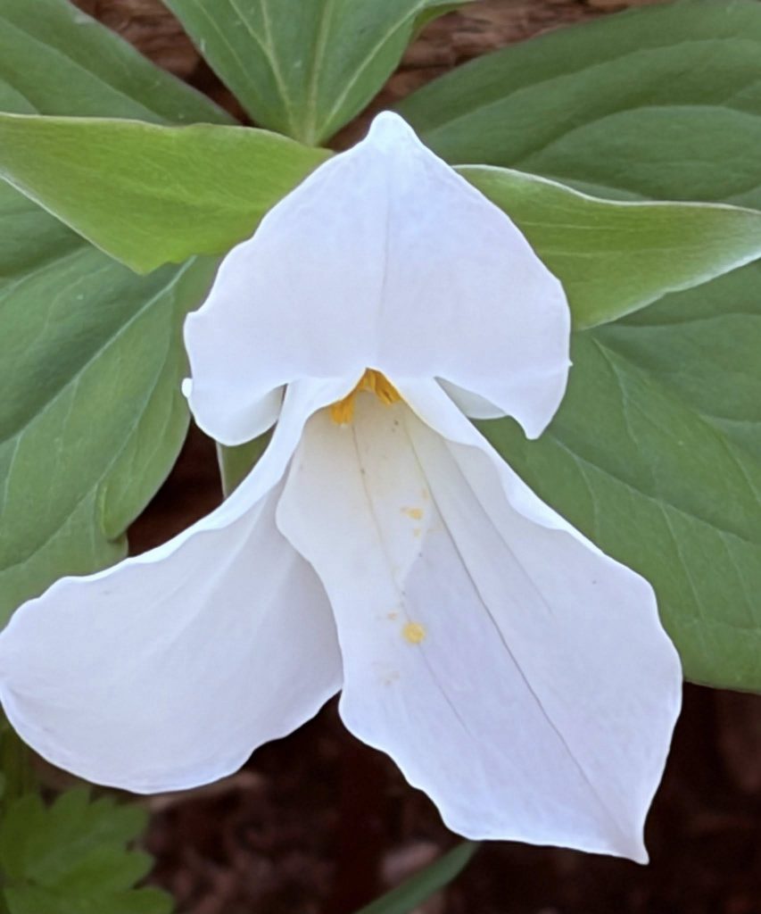 - White Flower with Yellow Center: A white flower with a yellow center (Jennings Nature Reserve, Slippery Rock, PA)